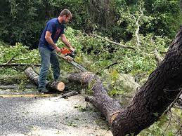 Carbondale, IL Tree Services Company